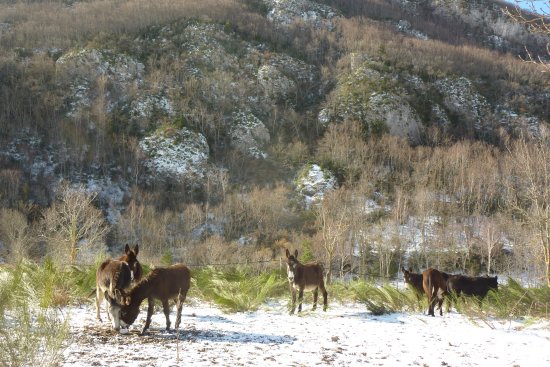 Un gîte à la ferme aux ânes en Haute Ariège