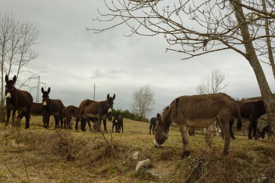 Un gîte à la ferme aux ânes en Haute Ariège