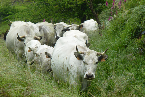 Notre gite à la ferme vous permettra de découvrir nos belles vaches gasconnes.