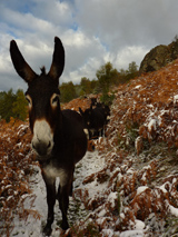 Première neige d'automne au dessus du village Les ânes de la ferme ne sont jamais très loin du gîte !